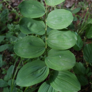 Photographie n°250753 du taxon Polygonatum odoratum (Mill.) Druce [1906]