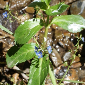 Photographie n°250756 du taxon Veronica beccabunga L. [1753]