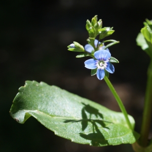 Photographie n°250759 du taxon Veronica beccabunga L. [1753]