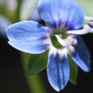 Photographie n°250762 du taxon Veronica beccabunga L. [1753]