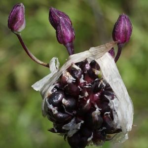 Photographie n°250781 du taxon Allium scorodoprasum L. [1753]