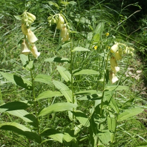 Photographie n°250783 du taxon Digitalis grandiflora Mill. [1768]