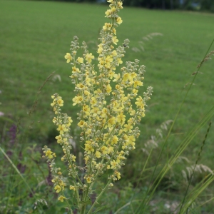 Photographie n°250784 du taxon Verbascum lychnitis L. [1753]