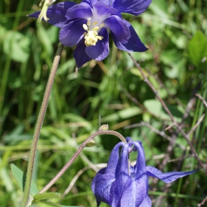 Photographie n°250786 du taxon Aquilegia vulgaris L. [1753]