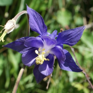 Photographie n°250793 du taxon Aquilegia vulgaris L. [1753]