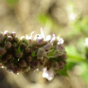 Photographie n°250801 du taxon Mentha suaveolens subsp. suaveolens