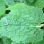  Liliane Roubaudi - Stachys sylvatica L.