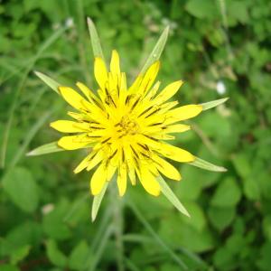 Tragopogon pratensis subsp. minor (Mill.) Hartm. (Petit Salsifis)