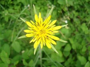 Anne Vincent , le 21 juin 2014 (Suze-la-Rousse (Plaine des paluds))