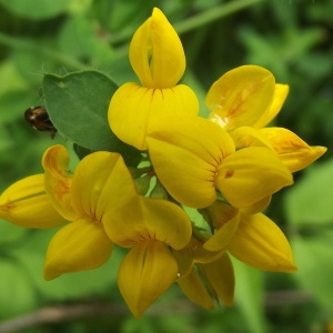 Lotus pedunculatus Cav. (Lotier des fanges)