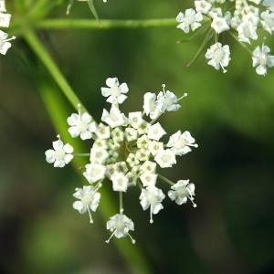 Peucedanum orbiculare Dulac (Persil de cerf)