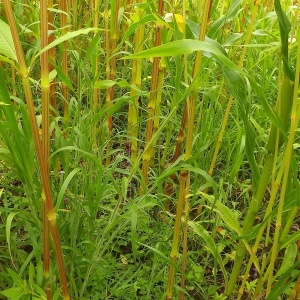 Photographie n°250837 du taxon Panicum capillare L. [1753]