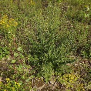 Photographie n°250856 du taxon Verbascum sinuatum L. [1753]