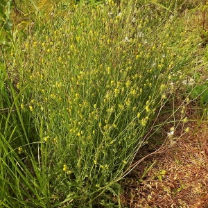 Photographie n°250870 du taxon Crepis setosa Haller f. [1797]