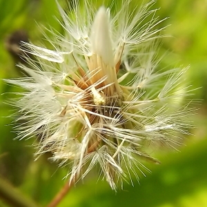 Photographie n°250876 du taxon Crepis setosa Haller f. [1797]