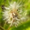  Florent Beck - Crepis setosa Haller f. [1797]