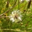  Florent Beck - Crepis setosa Haller f. [1797]