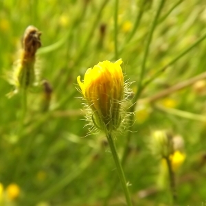 Photographie n°250879 du taxon Crepis setosa Haller f. [1797]