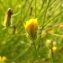  Florent Beck - Crepis setosa Haller f. [1797]