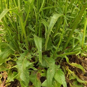 Photographie n°250880 du taxon Crepis setosa Haller f. [1797]