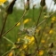  Florent Beck - Crepis capillaris (L.) Wallr. [1840]