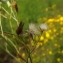  Florent Beck - Crepis capillaris (L.) Wallr. [1840]