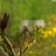  Florent Beck - Crepis capillaris (L.) Wallr. [1840]