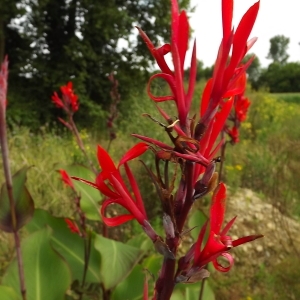 Photographie n°250901 du taxon Canna indica L. [1753]