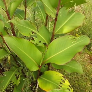 Photographie n°250904 du taxon Canna indica L. [1753]