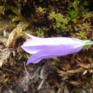 Photographie n°250928 du taxon Campanula stenocodon Boiss. & Reut. [1856]