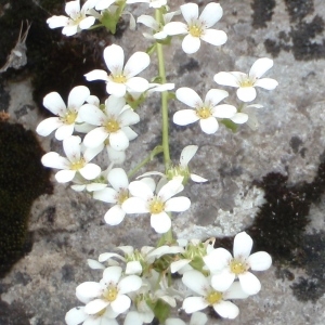 Photographie n°250931 du taxon Saxifraga callosa Sm. [1791]