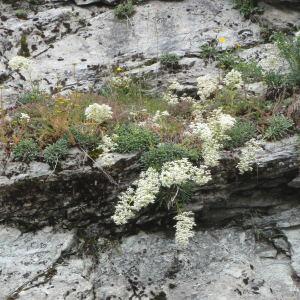 Photographie n°250933 du taxon Saxifraga callosa Sm. [1791]