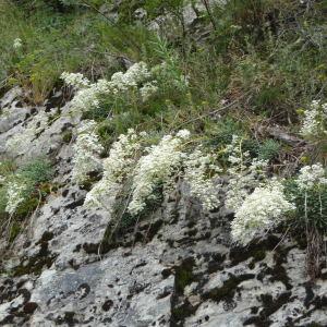 Photographie n°250934 du taxon Saxifraga callosa Sm. [1791]