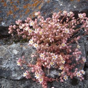 Photographie n°250935 du taxon Sedum dasyphyllum L. [1753]