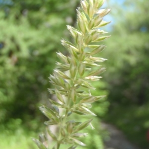 Koeleria cristata var. villosa Lecoq & Lamotte (Koelérie à crêtes)