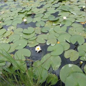 Photographie n°250955 du taxon Nymphaea alba L. [1753]