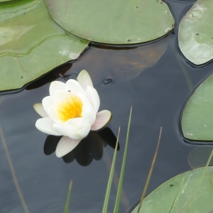 Photographie n°250956 du taxon Nymphaea alba L. [1753]