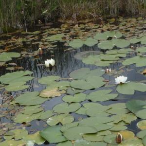 Photographie n°250957 du taxon Nymphaea alba L. [1753]