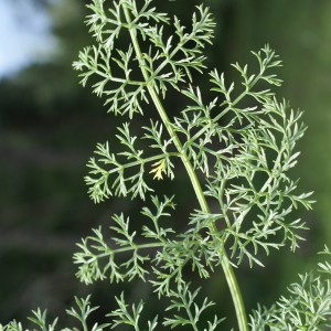 Ligusticum ferulaceum All. (Ligustique)