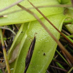 Photographie n°250966 du taxon Schoenus ferrugineus L. [1753]