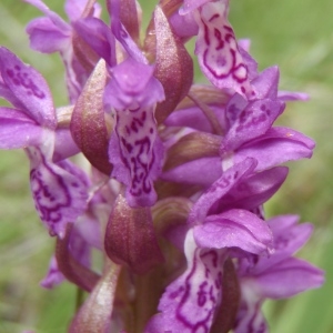 Dactylorhiza incarnata (L.) Soó (Dactylorhize incarnat)