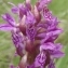  Genevieve Botti - Dactylorhiza incarnata (L.) Soó [1962]