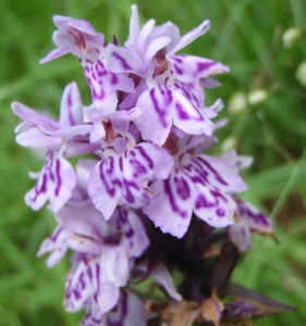 Genevieve Botti, le 11 juillet 2014 (Montclar)