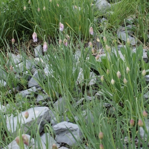 Photographie n°250979 du taxon Allium narcissiflorum Vill. [1779]