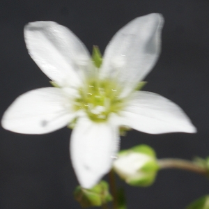 Photographie n°250990 du taxon Arenaria serpyllifolia L. [1753]