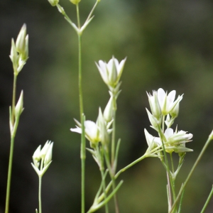 Photographie n°250998 du taxon Arenaria serpyllifolia L. [1753]