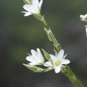 Photographie n°251000 du taxon Arenaria serpyllifolia L. [1753]