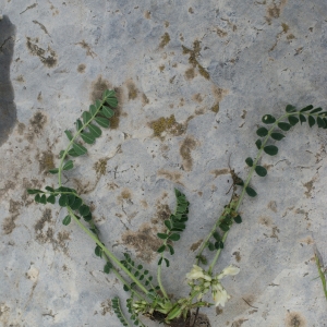 Photographie n°251005 du taxon Astragalus depressus L. [1756]