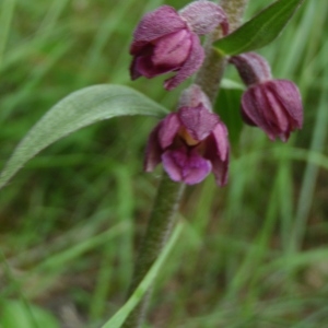 Photographie n°251006 du taxon Epipactis atrorubens (Hoffm.) Besser [1809]