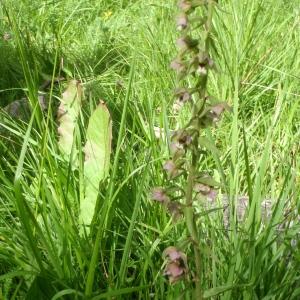 Photographie n°251009 du taxon Epipactis helleborine (L.) Crantz [1769]